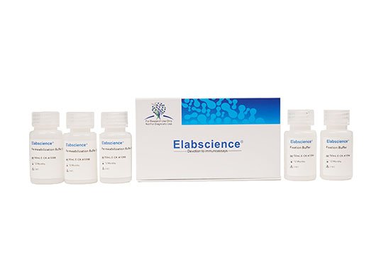 Kit de tampón de fijación/permeabilización intracelular