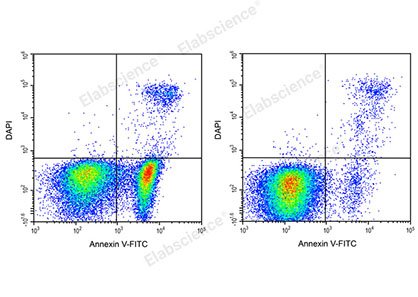 Reactivo DAPI (25μg/mL)